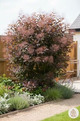 Cotinus 'Grace' Strauch 60-80 cm