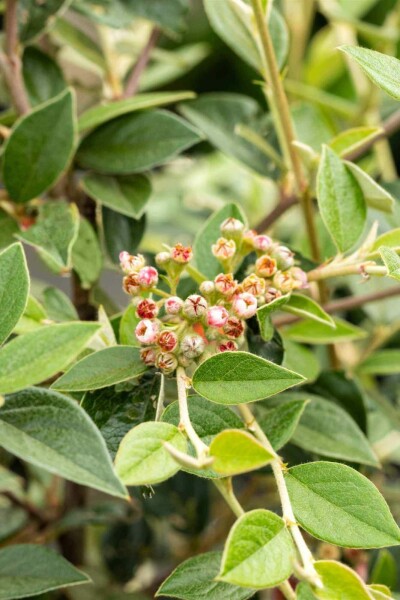Zwergmispel Cotoneaster franchetii strauch 15-20 C1,5 Cotoneaster franchetii Strauch 15-20 cm