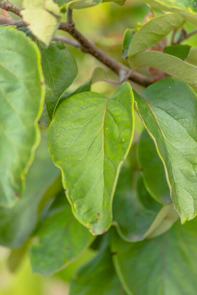 Quitte Cydonia oblonga 'Vranja' strauch 100-125 C12 Cydonia oblonga 'Vranja' Strauch 100-125 cm