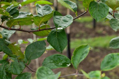 Quitte Cydonia oblonga 'Vranja' strauch 100-125 C12 Cydonia oblonga 'Vranja' Strauch 100-125 cm