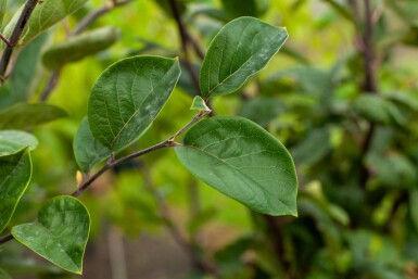 Quitte Cydonia oblonga 'Vranja' strauch 100-125 C12 Cydonia oblonga 'Vranja' Strauch 100-125 cm