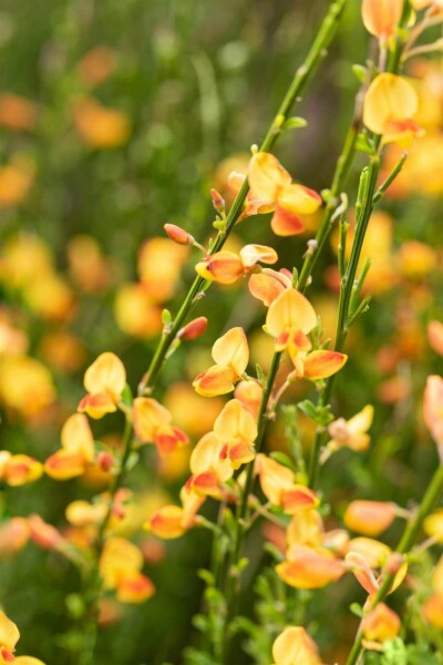 Ginster Cytisus 'Apricot Gem' strauch 30-40 C1,5 Cytisus 'Apricot Gem' Strauch 30-40 cm