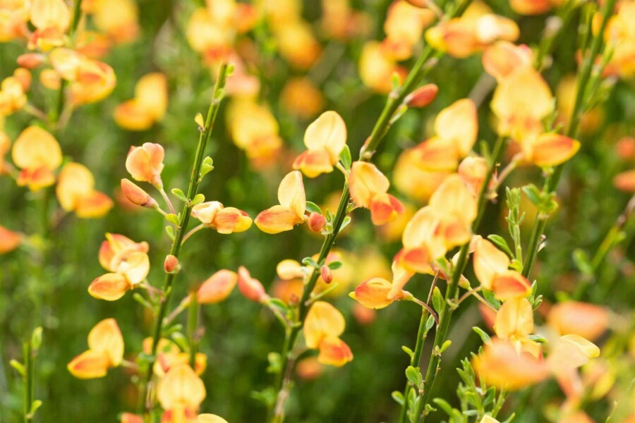 Ginster Cytisus 'Apricot Gem' strauch 30-40 C1,5 Cytisus 'Apricot Gem' Strauch 30-40 cm