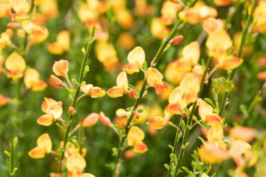 Ginster Cytisus 'Apricot Gem' strauch 30-40 C1,5 Cytisus 'Apricot Gem' Strauch 30-40 cm