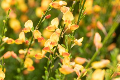 Ginster Cytisus 'Apricot Gem' strauch 30-40 C1,5 Cytisus 'Apricot Gem' Strauch 30-40 cm