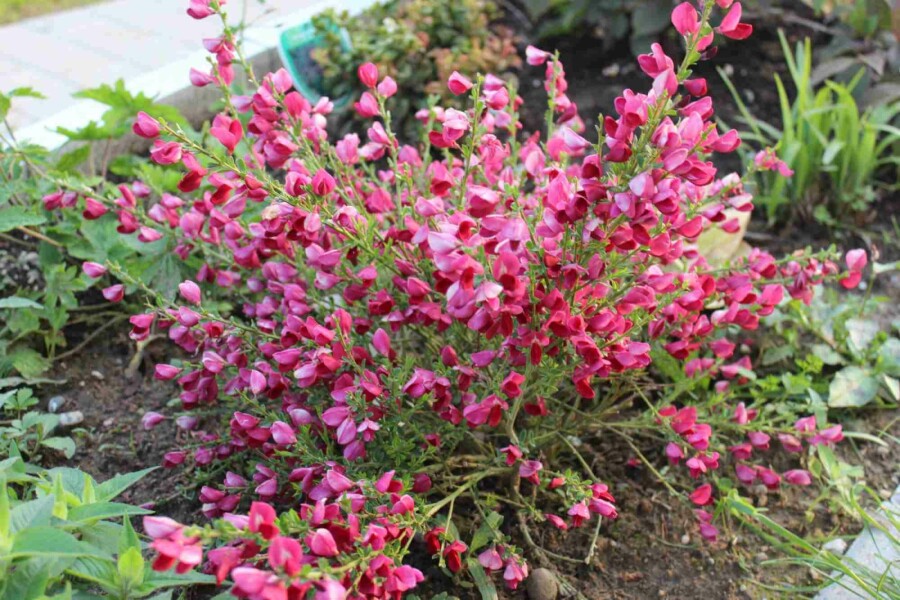Besenginster Cytisus 'Boskoop Ruby' strauch 40-50 C3,5 Cytisus 'Boskoop Ruby' Strauch 40-50 cm