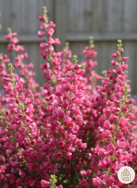 Cytisus 'Boskoop Ruby' Strauch 40-50 cm