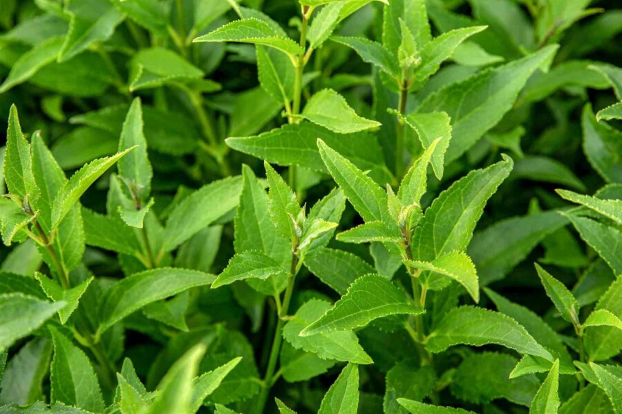 Deutzie Deutzia gracilis strauch 20-25 C3 Deutzia gracilis Strauch 20-25 cm