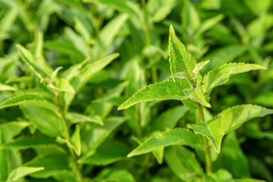 Deutzie Deutzia gracilis strauch 50-60 C10 Deutzia gracilis Strauch 50-60 cm