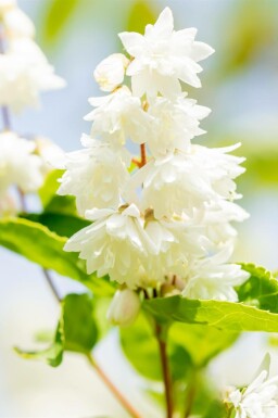 Sternchenstrauch Deutzia scabra 'Plena' strauch 60-80 C3 Deutzia scabra 'Plena' Strauch 60-80 cm