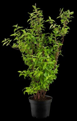 Sternchenstrauch Deutzia scabra 'Plena' strauch 60-80 C3 Deutzia scabra 'Plena' Strauch 60-80 cm