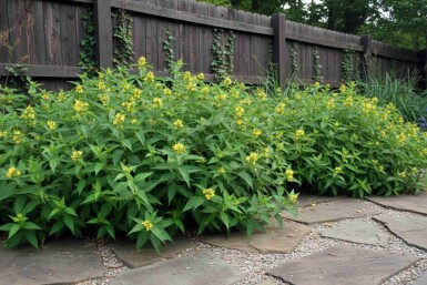 Diervilla sessilifolia 'Butterfly' Strauch 20-30 cm