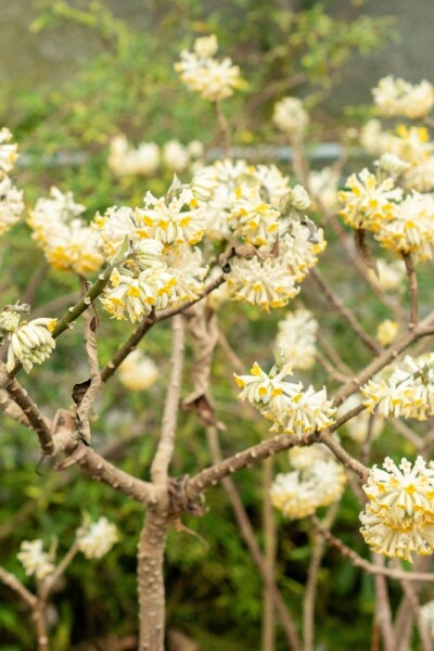 Papierstrauch Edgeworthia chrysantha strauch 40-50 C5 Edgeworthia chrysantha Strauch 40-50 cm
