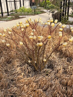 Edgeworthia chrysantha Strauch 40-50 cm