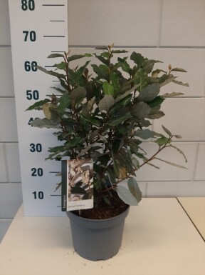 Elaeagnus ebbingei 'Compacta' Strauch 40-50 cm