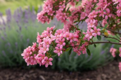 Escallonie Escallonia 'Donard Seedling' strauch 30-40 C3 Escallonia 'Donard Seedling' Strauch 30-40 cm