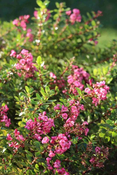 Escallonie Escallonia 'Red Dream' strauch 30-40 C10 Escallonia 'Red Dream' Strauch 30-40 cm