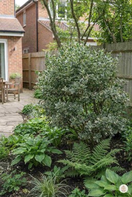 Euonymus fortunei 'Harlequin' Strauch 30-35 cm