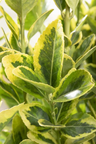 Japanischer spindelstrauch Euonymus japonicus 'Aureomarginatus' strauch 20-25 C2 Euonymus japonicus 'Aureomarginatus' Strauch 20-25 cm