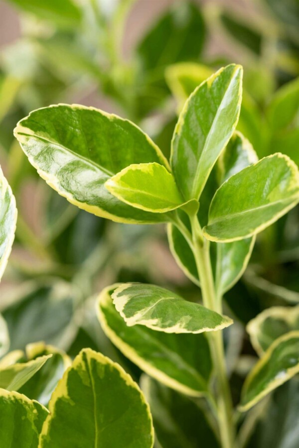 Japanischer spindelstrauch Euonymus japonicus 'Aureomarginatus' strauch 20-30 C1,7 Euonymus japonicus 'Aureomarginatus' Strauch 20-30 cm