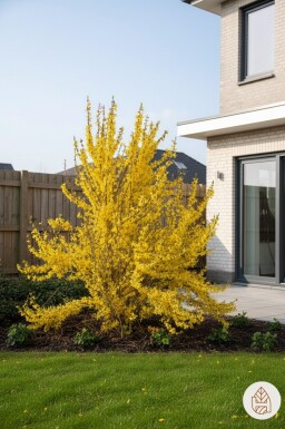 Forsythia intermedia 'Weekend' Strauch 100-125 cm