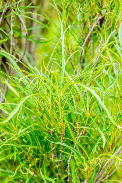 Faulbaum Frangula alnus 'Fine Line' strauch 40-60 C3 Frangula alnus 'Fine Line' Strauch 40-60 cm