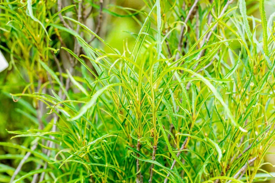 Faulbaum Frangula alnus 'Fine Line' strauch 40-60 C3 Frangula alnus 'Fine Line' Strauch 40-60 cm