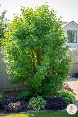 Ginkgo biloba Strauch 60-80 cm