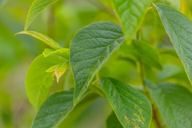 Schneeglöckchenbaum Halesia carolina strauch 150-175 C20 Halesia carolina Strauch 150-175 cm