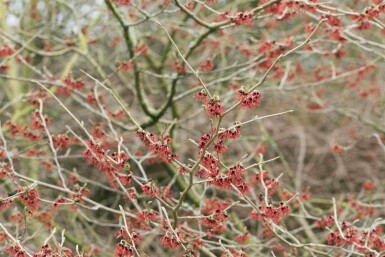 Chinesische Zaubernuss Hamamelis mollis strauch 50-60 C5 Hamamelis mollis Strauch 50-60 cm