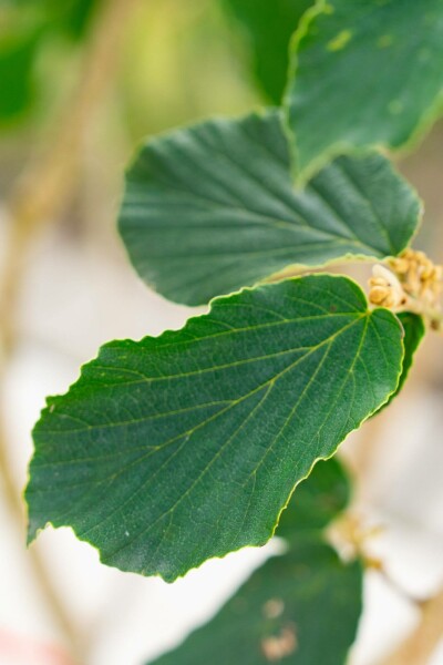 Zaubernuss Hamamelis x intermedia 'Pallida' strauch 40-60 C5 Hamamelis x intermedia 'Pallida' Strauch 40-60 cm