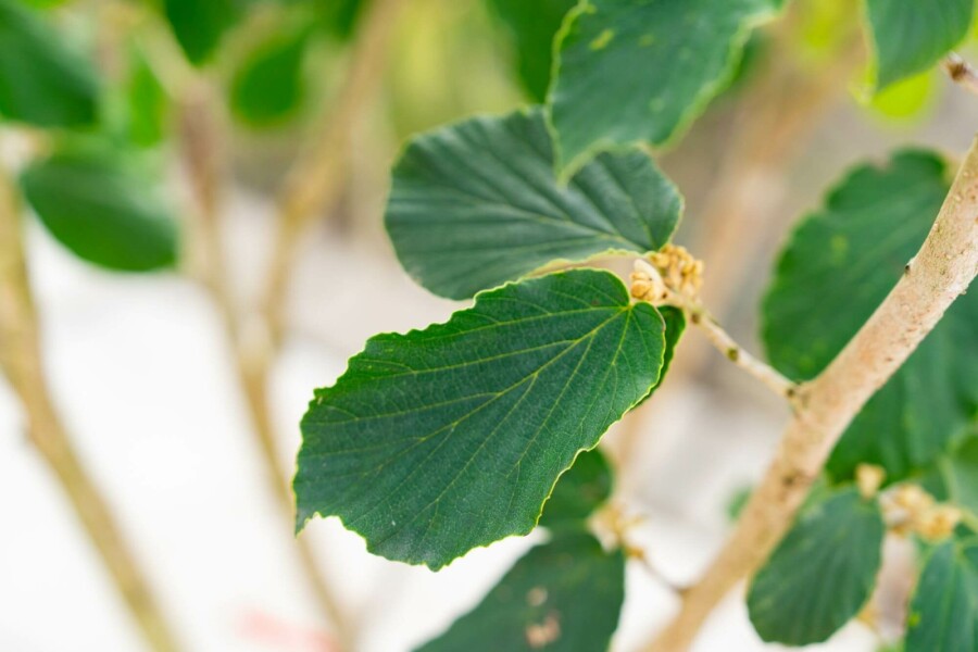Zaubernuss Hamamelis x intermedia 'Pallida' strauch 40-60 C5 Hamamelis x intermedia 'Pallida' Strauch 40-60 cm