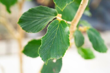 Zaubernuss Hamamelis x intermedia 'Pallida' strauch 40-60 C5 Hamamelis x intermedia 'Pallida' Strauch 40-60 cm