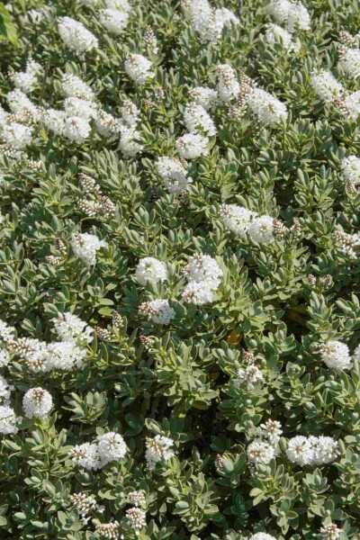 Hebe Hebe albicans strauch 20-25 C2 Hebe albicans Strauch 20-25 cm