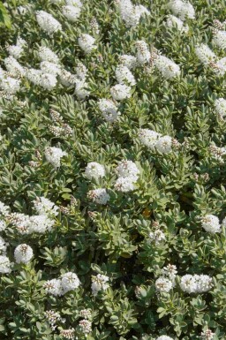 Hebe Hebe albicans strauch 20-25 C2 Hebe albicans Strauch 20-25 cm
