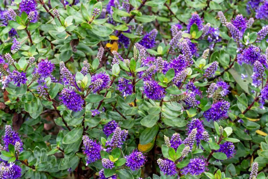 Hebe Hebe franciscana strauch 20-25 C2 Hebe franciscana Strauch 20-25 cm