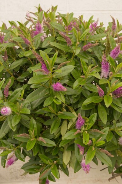 Strauchveronika Hebe 'Great Orme' strauch 20-25 C2 Hebe 'Great Orme' Strauch 20-25 cm