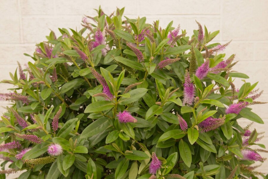 Strauchveronika Hebe 'Great Orme' strauch 20-25 C2 Hebe 'Great Orme' Strauch 20-25 cm