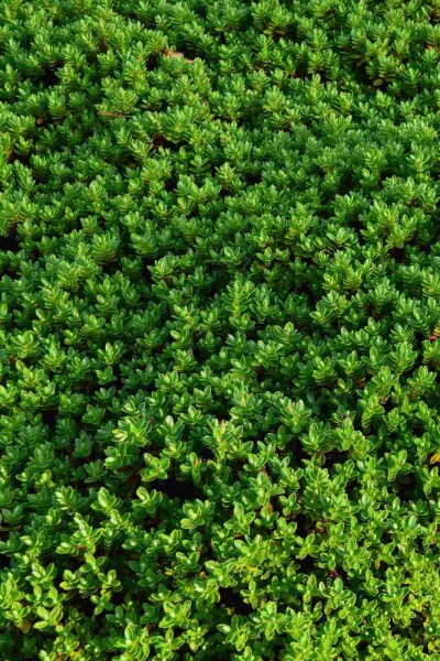 Hebe Hebe rakaiensis strauch 10-15 C2 Hebe rakaiensis Strauch 10-15 cm