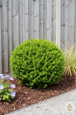 Hebe rakaiensis Strauch 10-15 cm