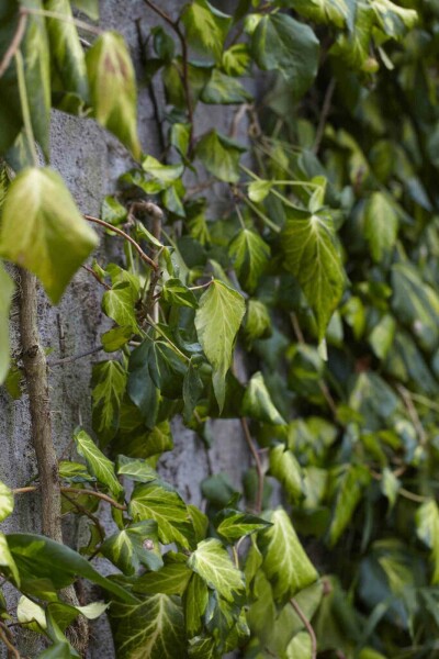 Kolchischer efeu Hedera colchica 'Fall Favourite' strauch 20-25 C2 Hedera colchica 'Fall Favourite' Strauch 20-25 cm