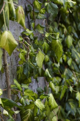 Kolchischer efeu Hedera colchica 'Fall Favourite' strauch 20-25 C2 Hedera colchica 'Fall Favourite' Strauch 20-25 cm