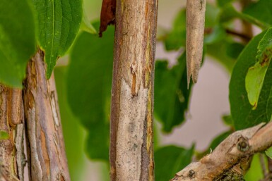 Chinesischer blütenstrauch Heptacodium miconioides strauch 60-80 C3 Heptacodium miconioides Strauch 60-80 cm