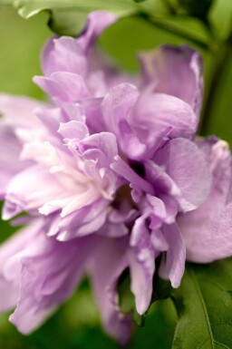 Kein Bild verfügbar