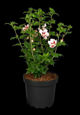 Eibisch Hibiscus syriacus 'Hamabo' strauch 40-50 C3 Hibiscus syriacus 'Hamabo' Strauch 40-50 cm