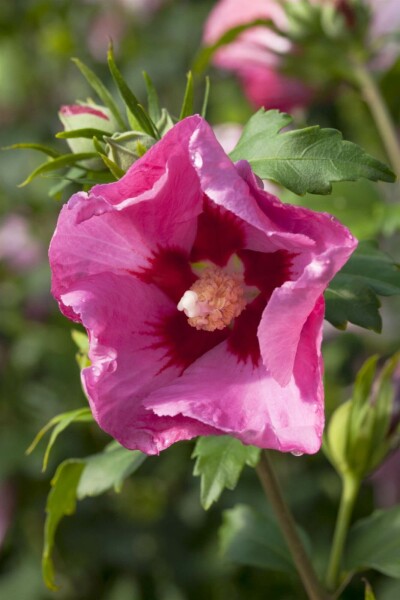 Strauch-Eibisch 'Pink Giant' Hibiscus syriacus 'Pink Giant' strauch 50-60 C7,5 Hibiscus syriacus 'Pink Giant' Strauch 50-60 cm