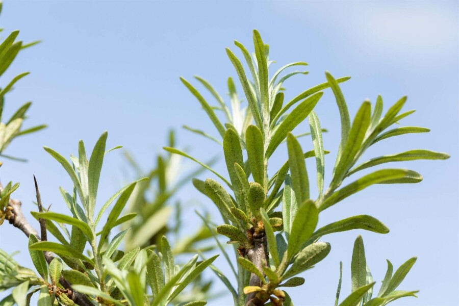 Sanddorn Hippophae rhamnoides strauch 60-80 C2 Hippophae rhamnoides Strauch 60-80 cm