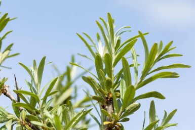 Sanddorn Hippophae rhamnoides strauch 60-80 C2 Hippophae rhamnoides Strauch 60-80 cm