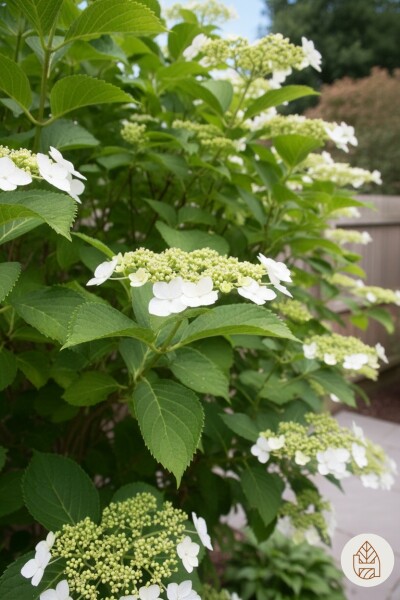 Hydrangea anomala subsp. petiolaris Strauch 50-60 cm