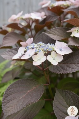 Hydrangea aspera 'Hot Chocolate' Strauch 60-80 cm